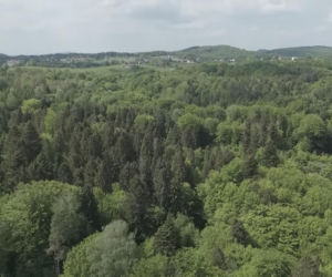 Niedźwiedzie coraz bliżej ludzi. Strach w Bieszczadach narasta: „Boimy się wyjść z domu”