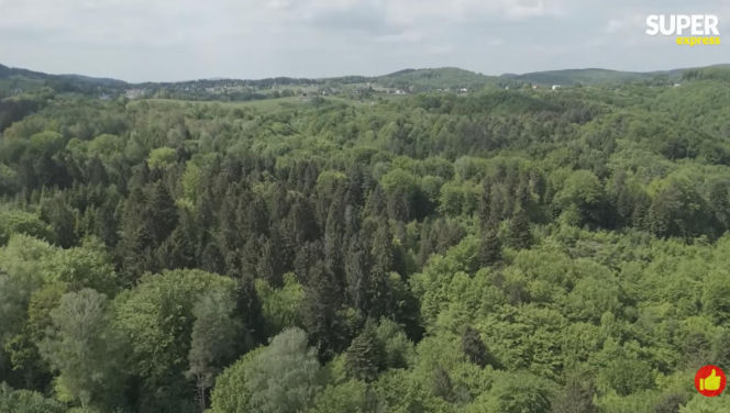 Niedźwiedzie coraz bliżej ludzi. Strach w Bieszczadach narasta: „Boimy się wyjść z domu”