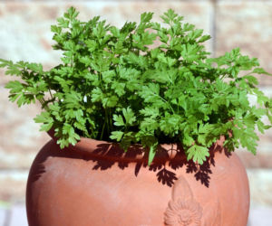 Trybula ogrodowa