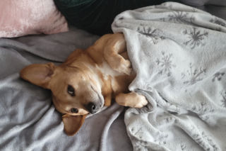 Poznańskie schronisko wstrzymuje adopcje na święta. Dla zwierząt to trudny czas