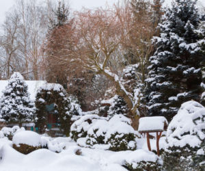Czy rośliny w ogrodzie lubią być otulone śniegiem?