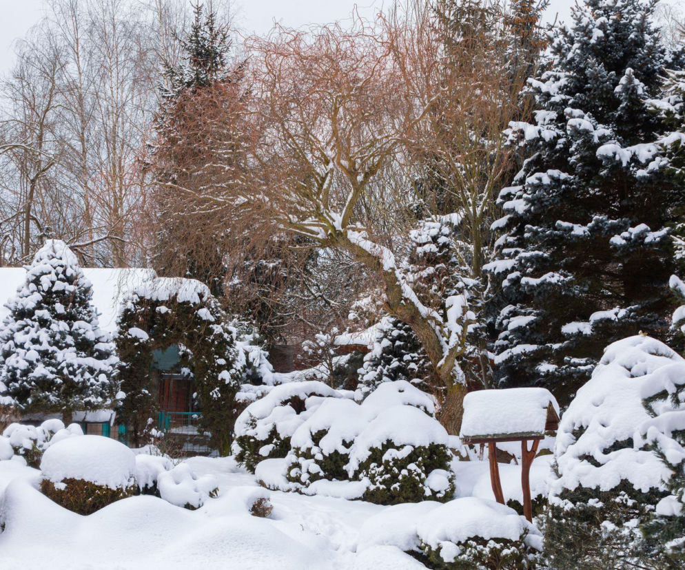 Czy rośliny w ogrodzie lubią być otulone śniegiem?