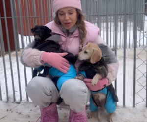 Doda ratuje psy przed mrozem