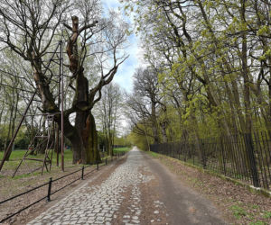 Spłonął dąb Mieszko I