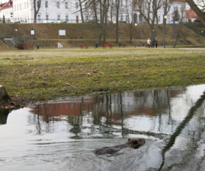 Bóbr Bazyli zamieszkał w klasztorze