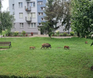 Dziki w Skarżysku-Kamiennej