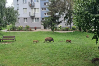 Dziki w Skarżysku-Kamiennej