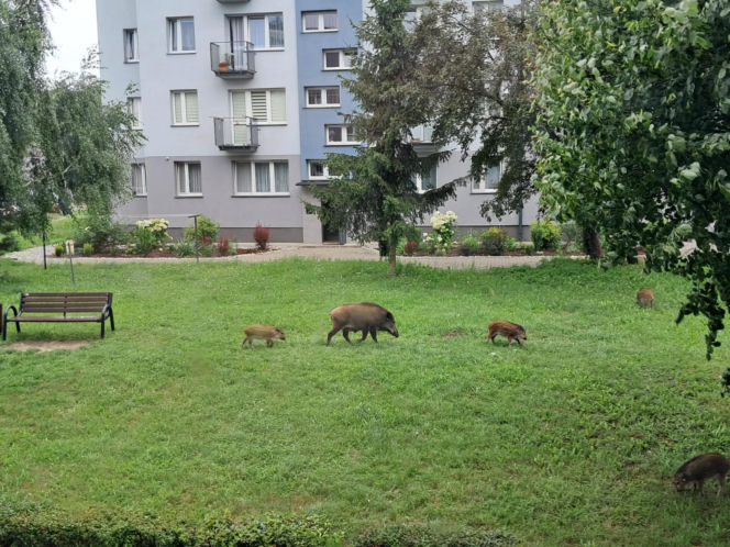 Dziki w Skarżysku-Kamiennej