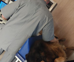 Pies konał na posesji w Dąbrowie Górniczej. Wolontariusze: To było długotrwałe znęcanie się