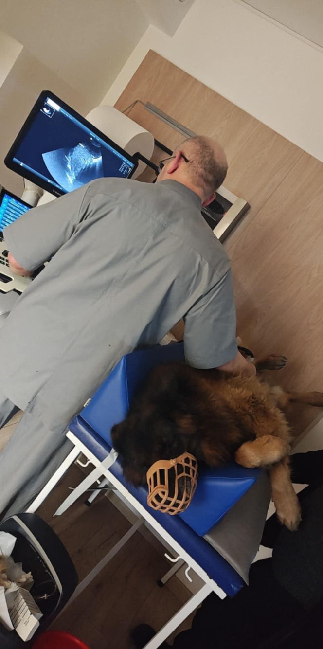 Pies konał na posesji w Dąbrowie Górniczej. Wolontariusze: "To było długotrwałe znęcanie się"