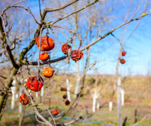 Czy te zaschnięte owoce stanowią zagrożenie? Sprawdź!