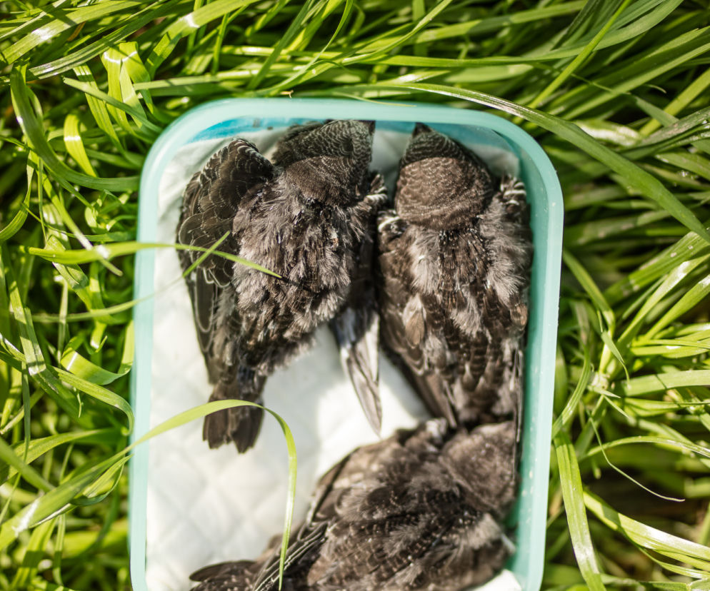 JERZYKI