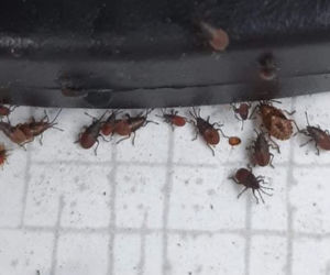 Zabrze: OBRZYDLIWE robactwo wpełza do domów. Uważajcie, to prawdziwa PLAGA!