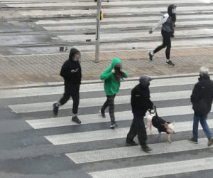 Świnia skradziona w centrum Warszawy