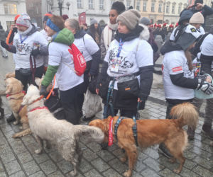 34. finał WOŚP w Krakowie. Golden Retrievery na Rynku Głównym