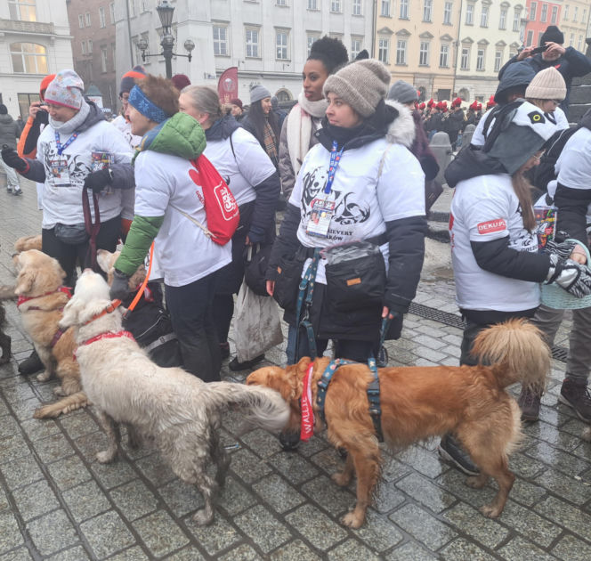 34. finał WOŚP w Krakowie. Golden Retrievery na Rynku Głównym