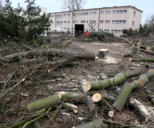 Polacy chcą wycinać drzewa