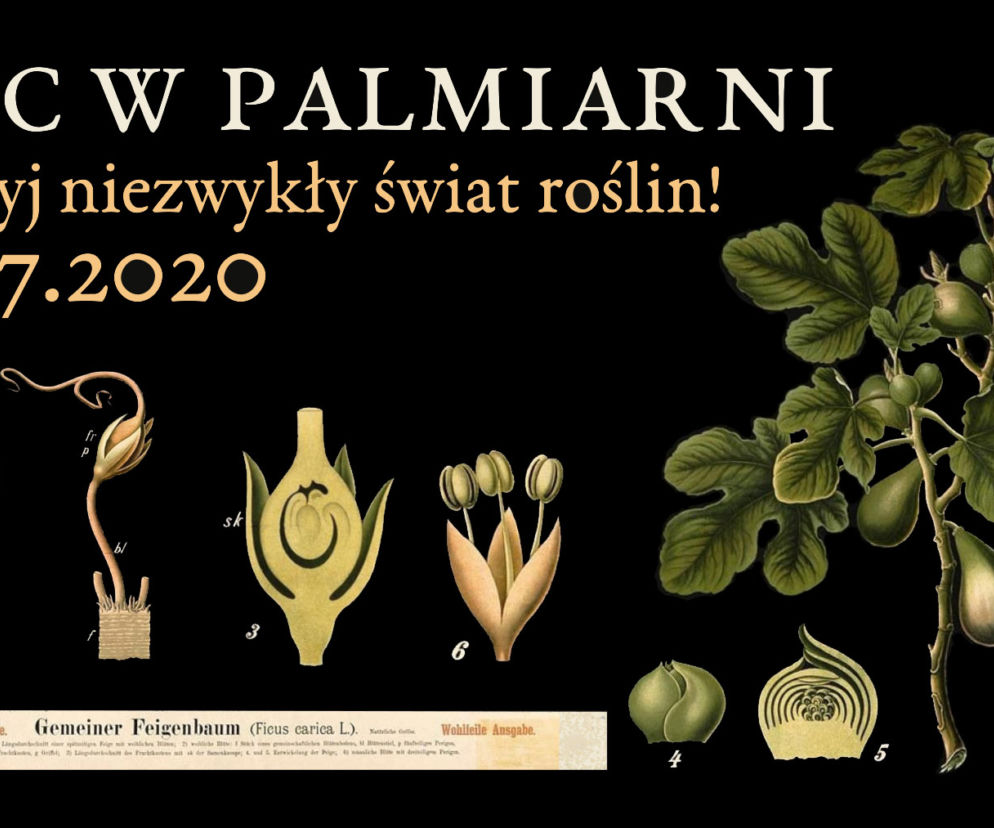 Noc w Palmiarni