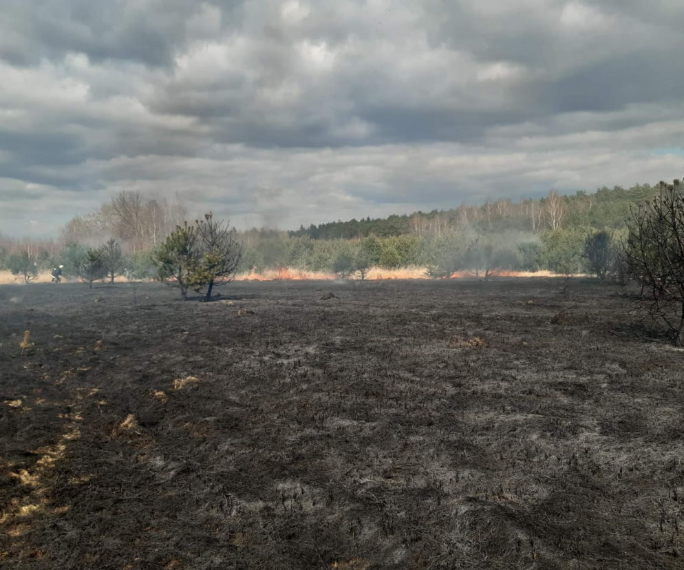 Pożar trawy w powiecie jędrzejowskim