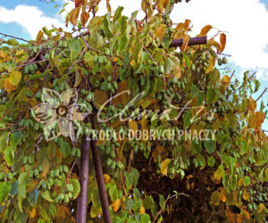 aktinidia