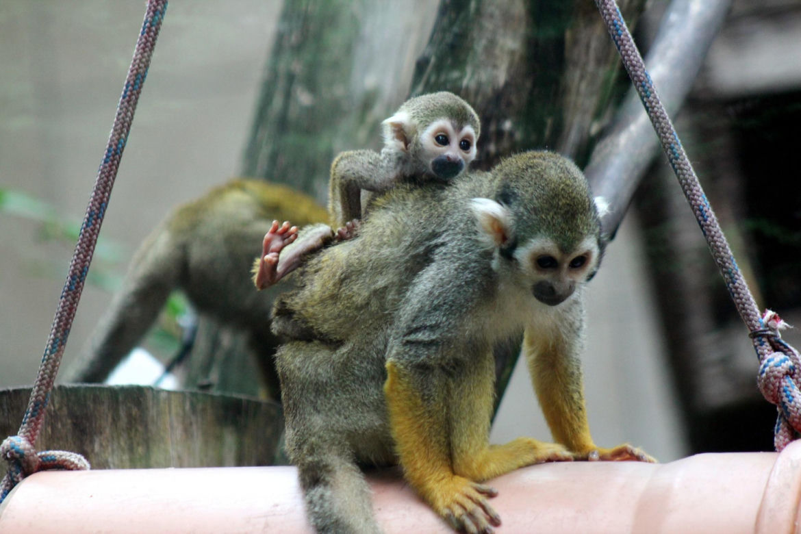 Cud narodzin w Warszawskim ZOO. Rozkoszne sajmirki podbijają wybieg
