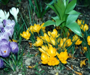 Krokus