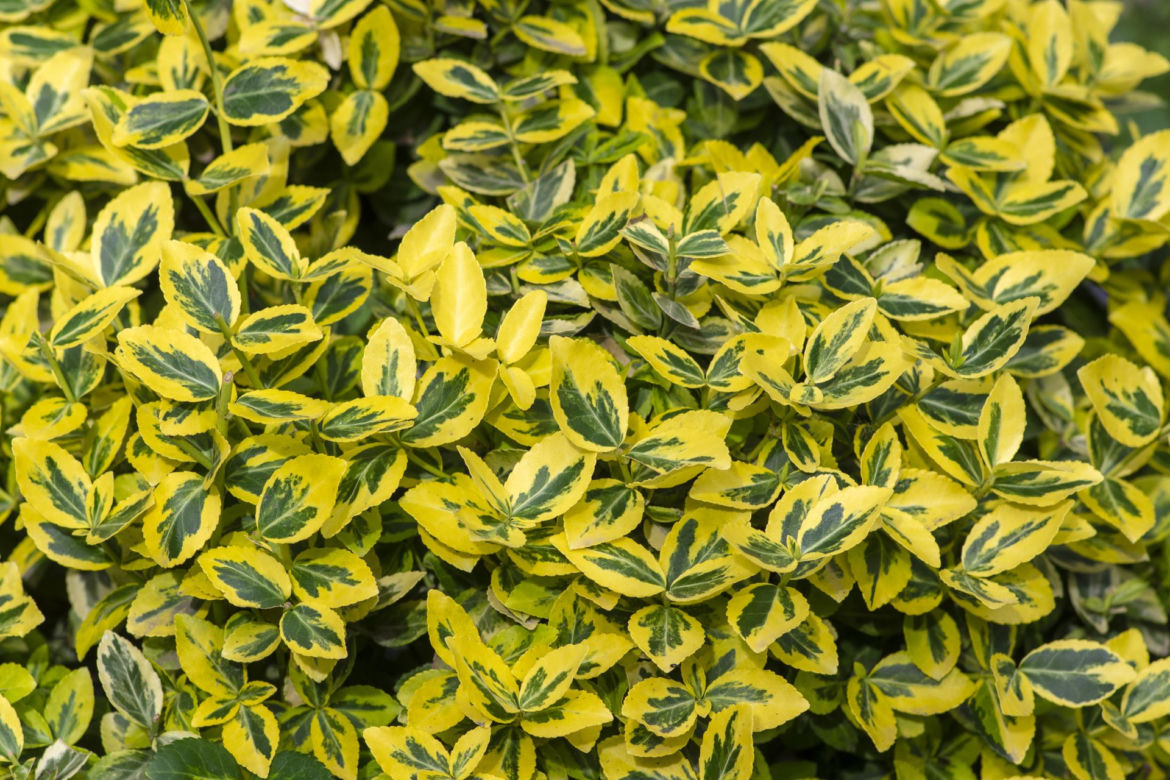 Trzmielina Fortune'a 'Emerald 'n Gold' 