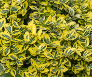Trzmielina Fortune'a 'Emerald 'n Gold' 