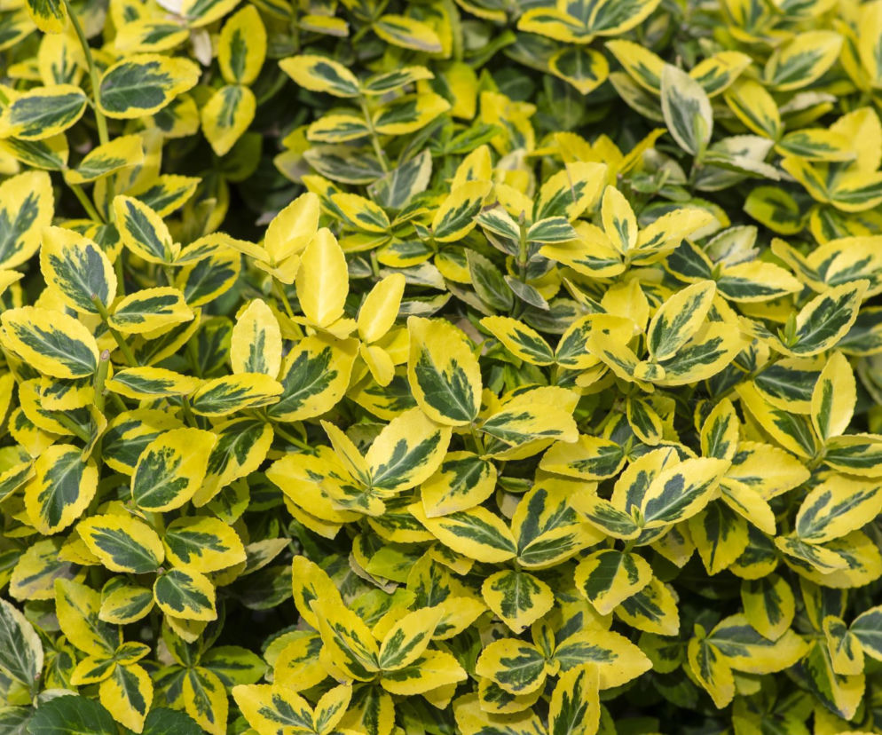 Trzmielina Fortune'a 'Emerald 'n Gold' 