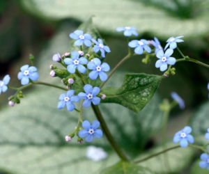 brunera