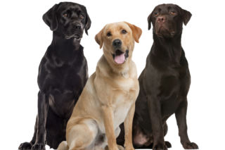 Labrador retriever: charakter, żywienie, choroby
