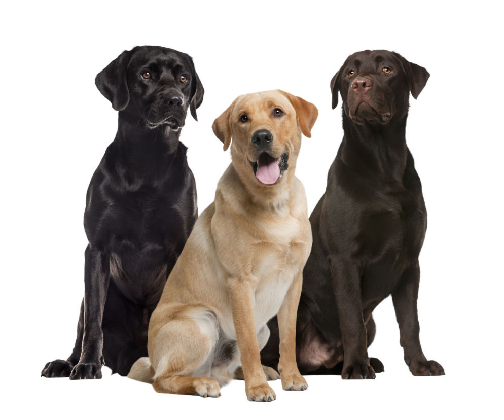 Labrador retriever
