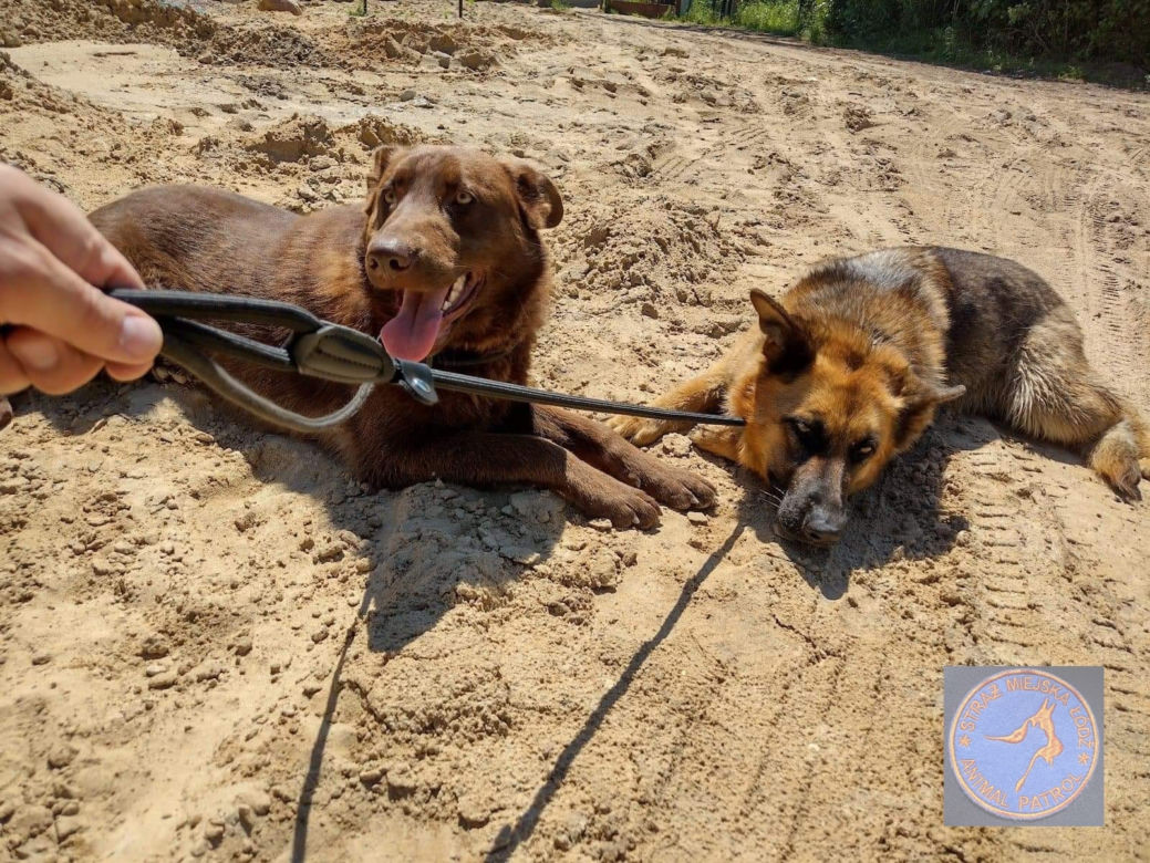 Interwencje Animal Patrolu Straży Miejskiej w Łodzi