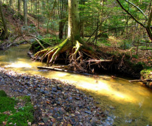 Rezerwat Sufraganiec pod Kielcami. Cel na wiosenną wędrówkę