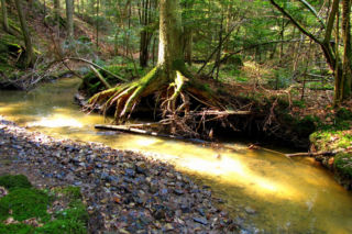 Rezerwat Sufraganiec pod Kielcami. Cel na wiosenną wędrówkę