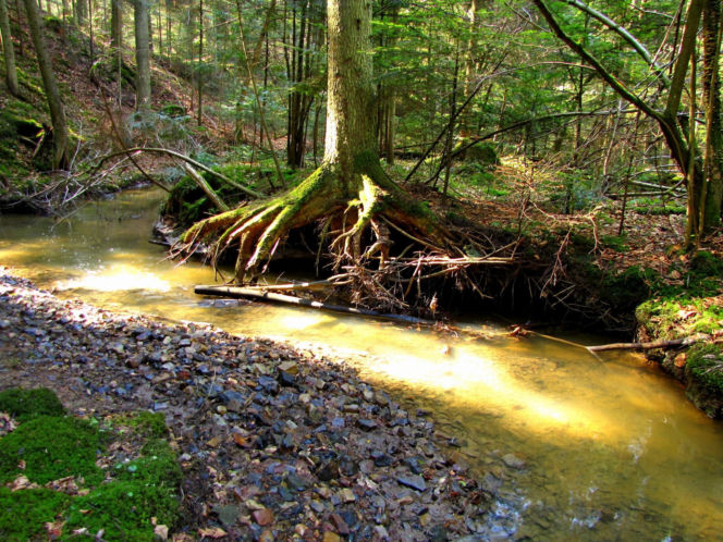 Rezerwat Sufraganiec