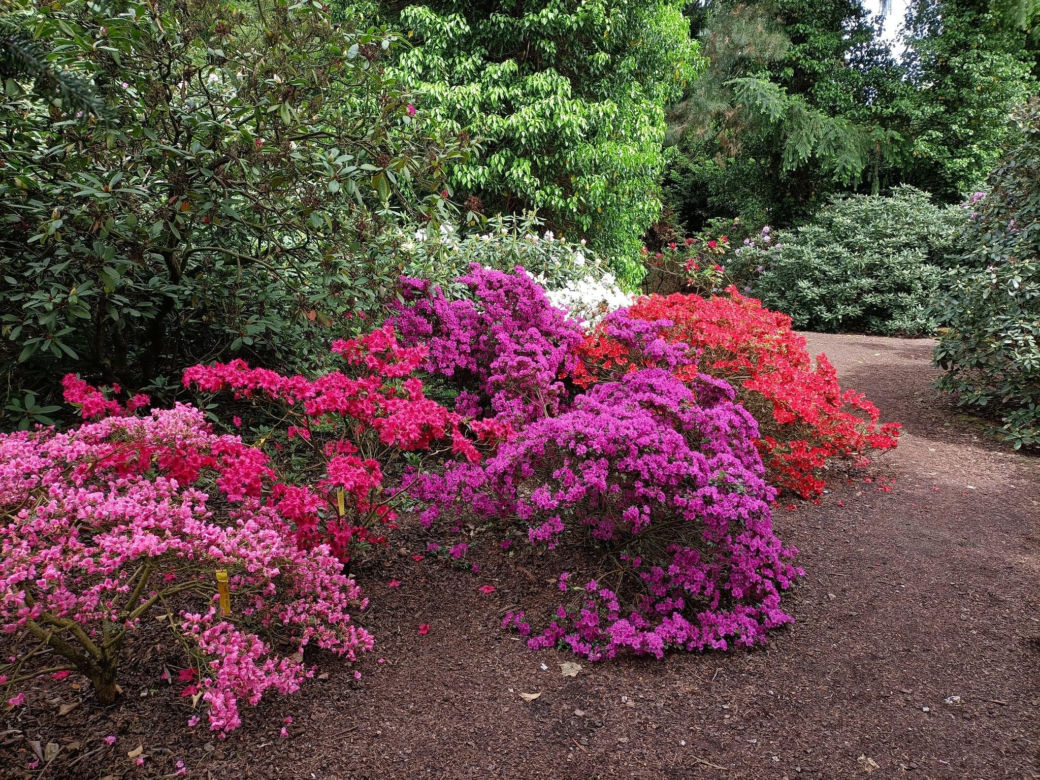 Arboretum Kórnickie - raj dla miłośników pięknych roślin