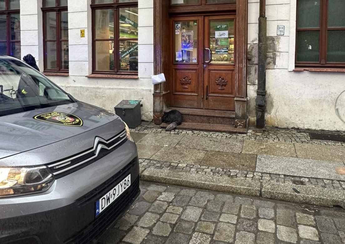 Bóbr przy ul. Odrzańskiej w centrum Wrocławia. "Był zdrowy, ale przestraszony"