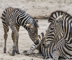 Zebra Chapmana