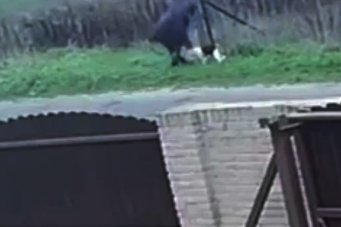 Porzucili psiaka na oczach córeczki. Szokujące sceny w Inowrocławiu