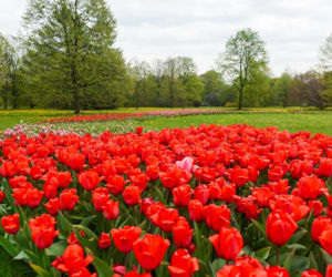 Tysiące tulipanów zakwitło na majówkę! Jednak zobaczyć je możecie tylko tak