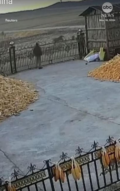 Zobaczył pod domem wielkiego tygrysa. Zdążył zrobić jedno. Zwierzę zaczęło polowanie. Jest nagranie