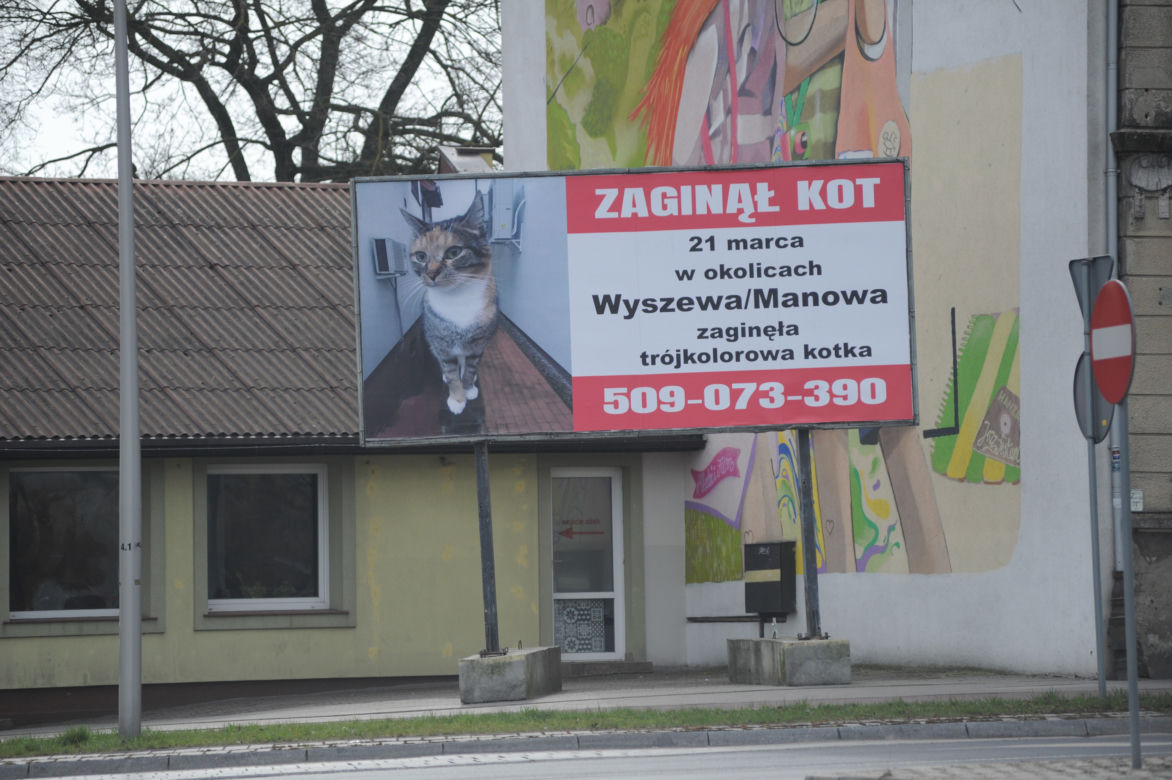 Koszalin: Poszukiwania kota
