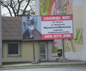 Koszalin: Poszukiwania kota