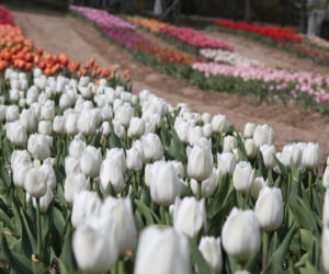 Tulipany na polach w Chrzypsku Wielkim