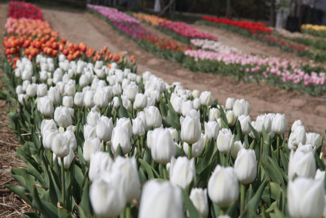 Tulipany na polach w Chrzypsku Wielkim