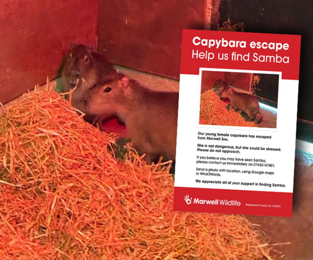 Kapibara uciekła z zoo