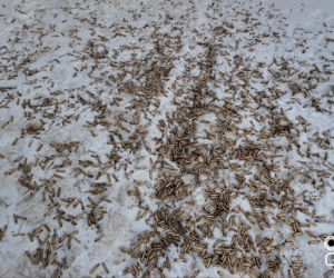 Test karabinka ARES od Hera Arms & Guns Concept