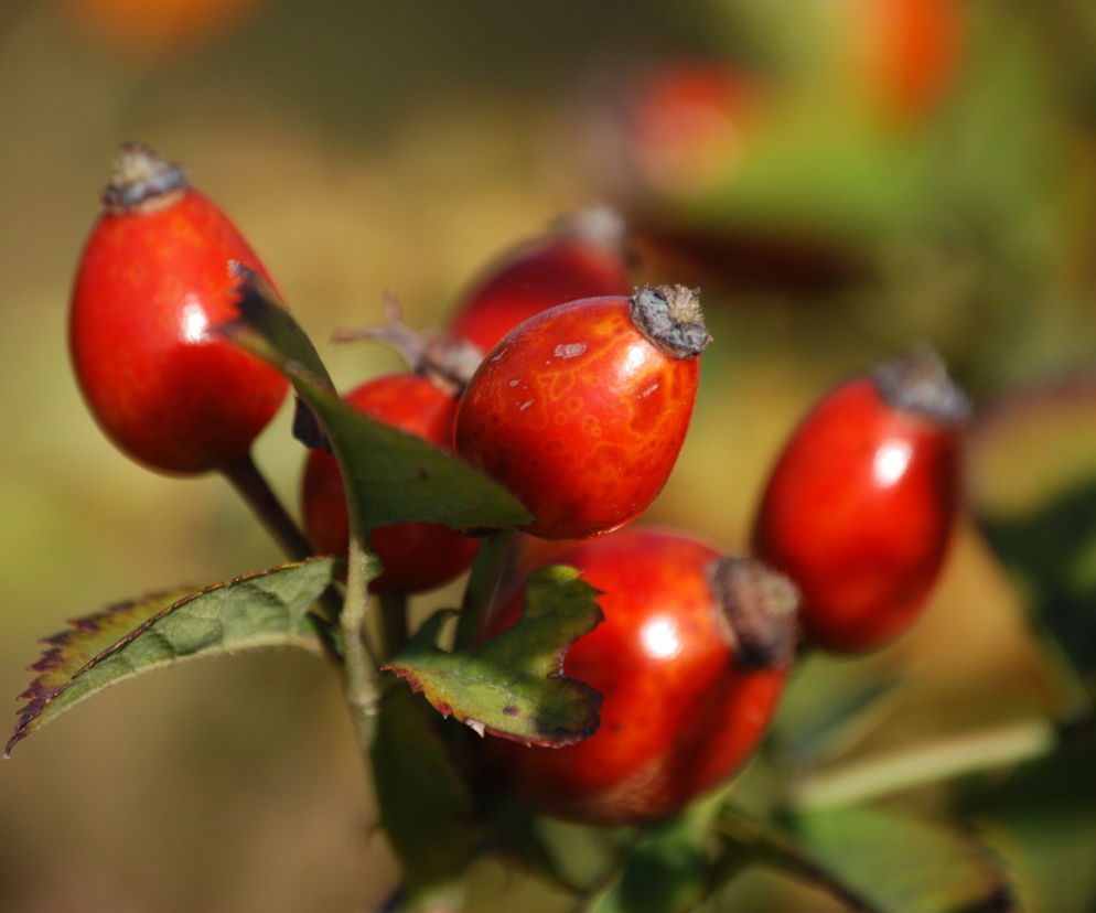 Kompot z owoców róży: przepis na oryginalny kompot