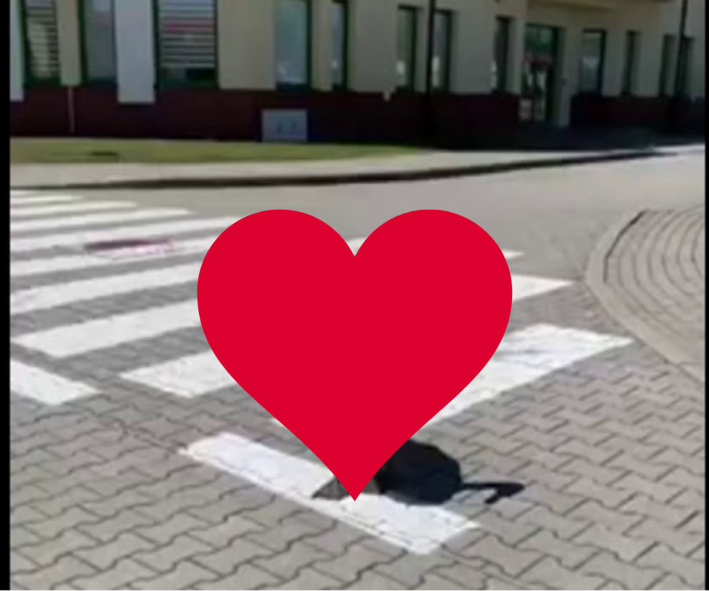 Łabędź przywędrował na przejście graniczne